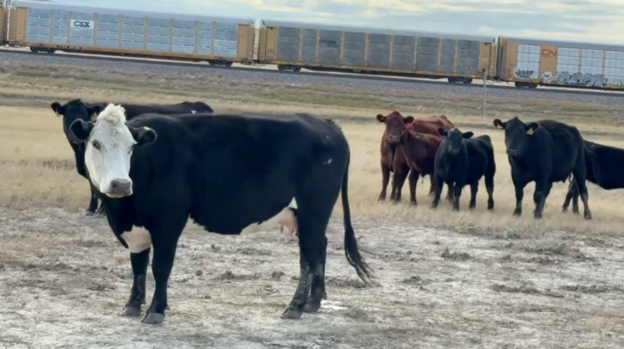 Home-raised, 1400lb April-May calvers! ~ Gonna sell fast ~ BC1010A5